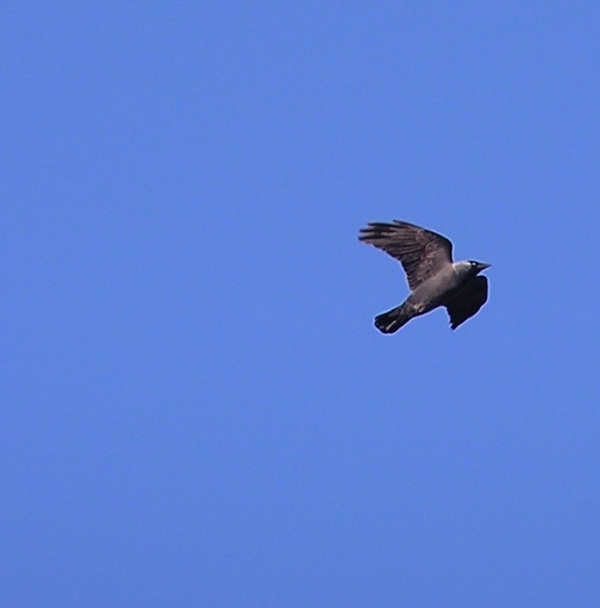 Taccola nel blu - Corvus monedula